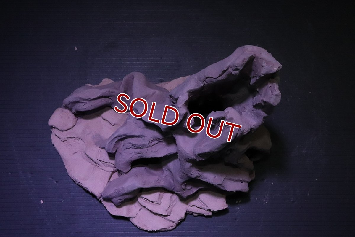 画像9: シェルタクラフタ No8 ROOTS Mサイズ シェルター【個体販売】(淡水) (9)