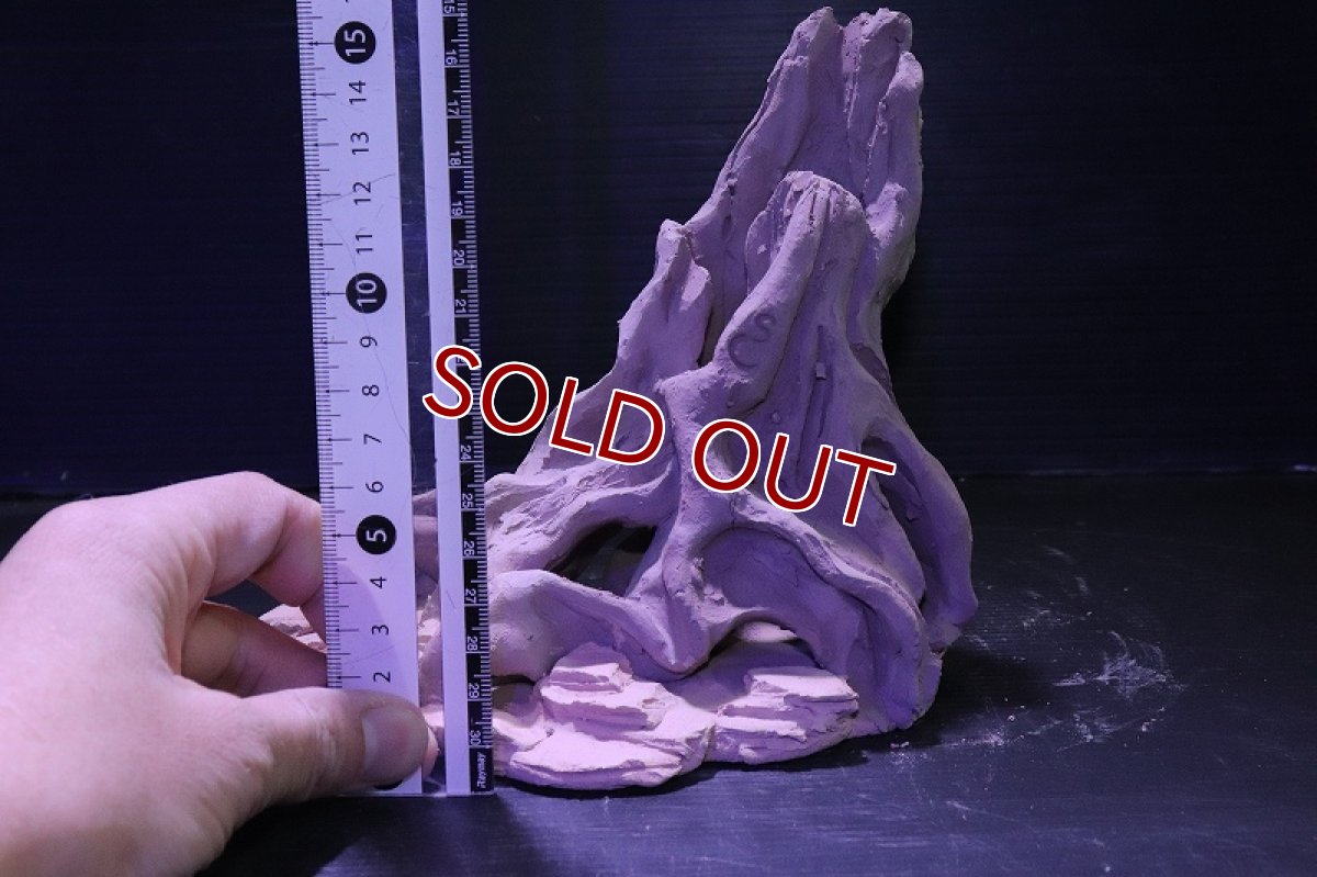 画像10: シェルタクラフタ No8 ROOTS Mサイズ シェルター【個体販売】(淡水) (10)