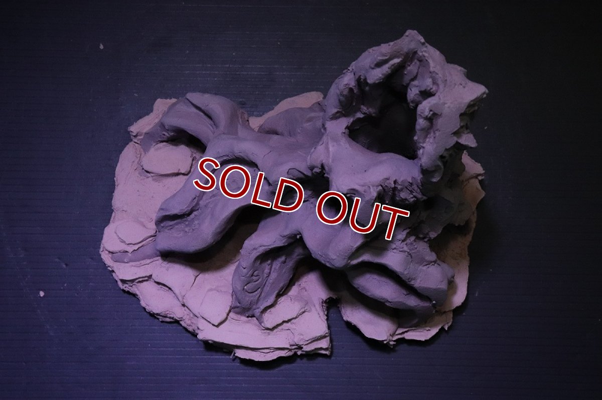 画像9: シェルタクラフタ No9 ROOTS Mサイズ シェルター【個体販売】(淡水) (9)