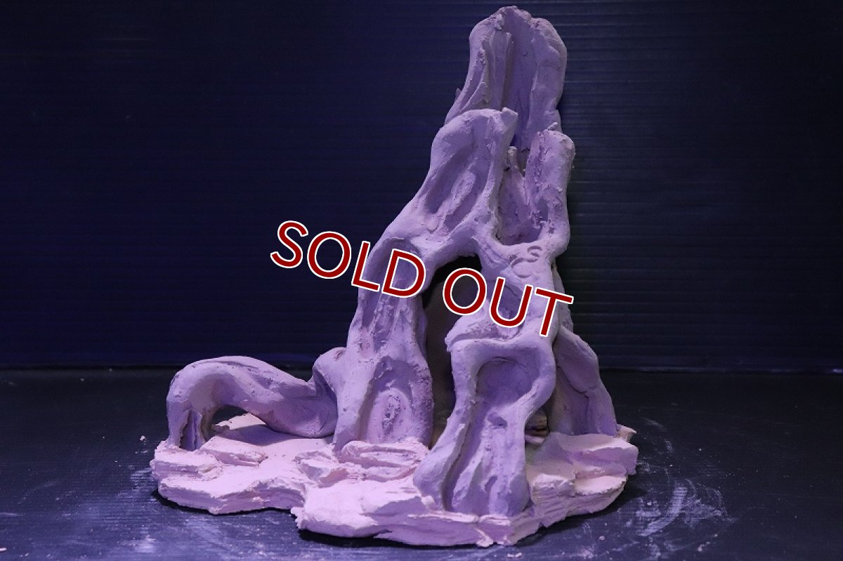 画像2: シェルタクラフタ No10 ROOTS Mサイズ シェルター【個体販売】(淡水) (2)