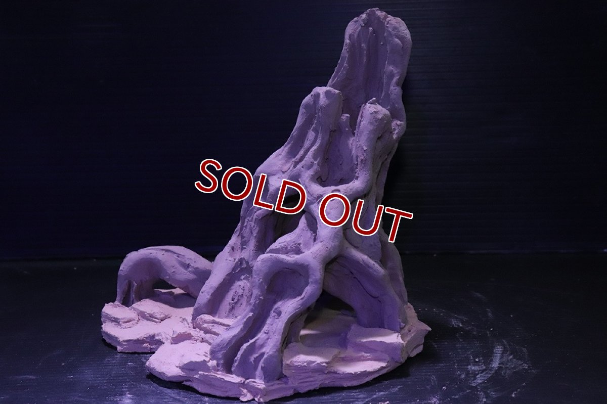 画像6: シェルタクラフタ No10 ROOTS Mサイズ シェルター【個体販売】(淡水) (6)