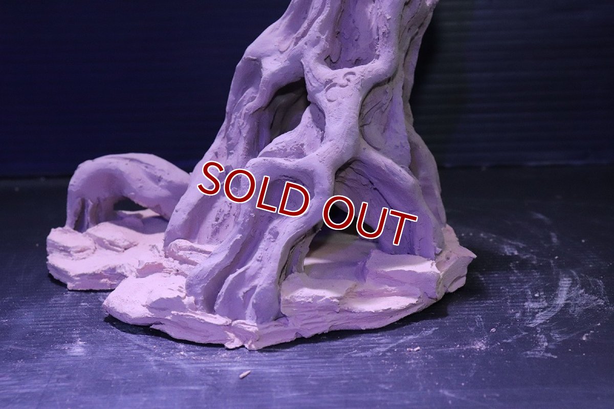 画像7: シェルタクラフタ No10 ROOTS Mサイズ シェルター【個体販売】(淡水) (7)