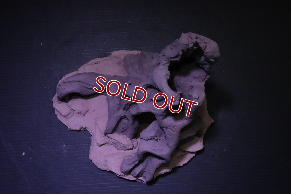 画像9: シェルタクラフタ No10 ROOTS Mサイズ シェルター【個体販売】(淡水) (9)