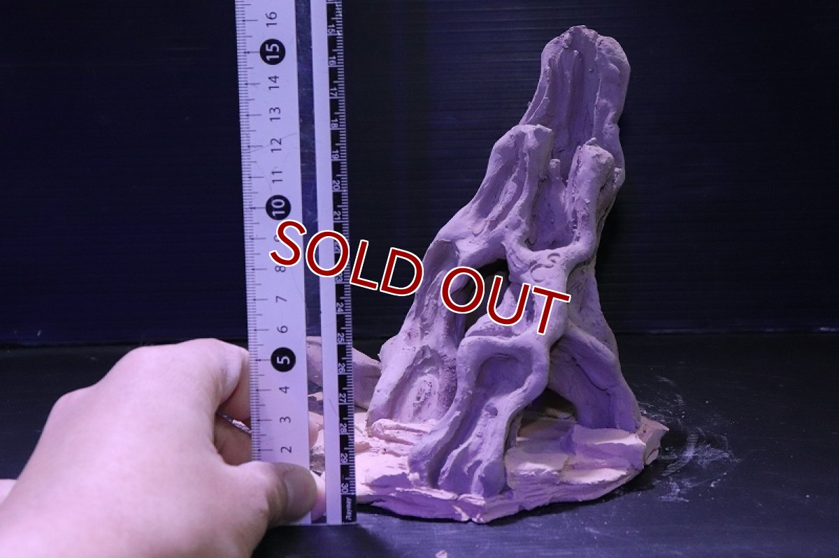 画像10: シェルタクラフタ No10 ROOTS Mサイズ シェルター【個体販売】(淡水) (10)