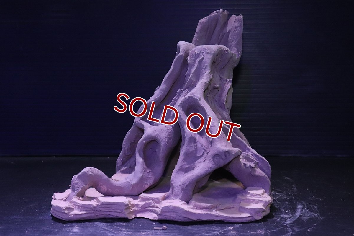 画像2: シェルタクラフタ No11 ROOTS Mサイズ シェルター【個体販売】(淡水) (2)