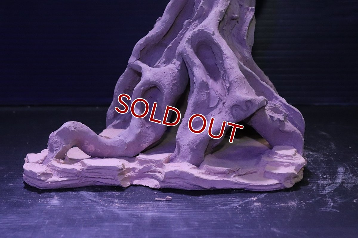 画像3: シェルタクラフタ No11 ROOTS Mサイズ シェルター【個体販売】(淡水) (3)