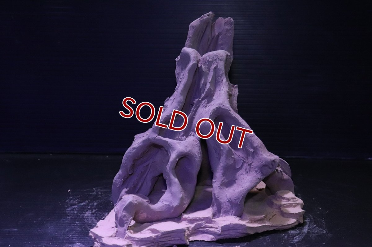 画像4: シェルタクラフタ No11 ROOTS Mサイズ シェルター【個体販売】(淡水) (4)