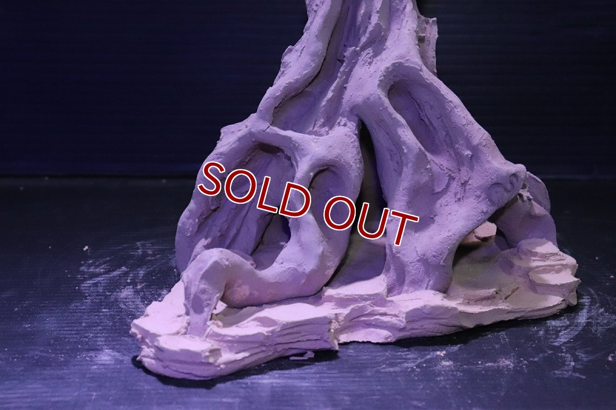 画像5: シェルタクラフタ No11 ROOTS Mサイズ シェルター【個体販売】(淡水) (5)