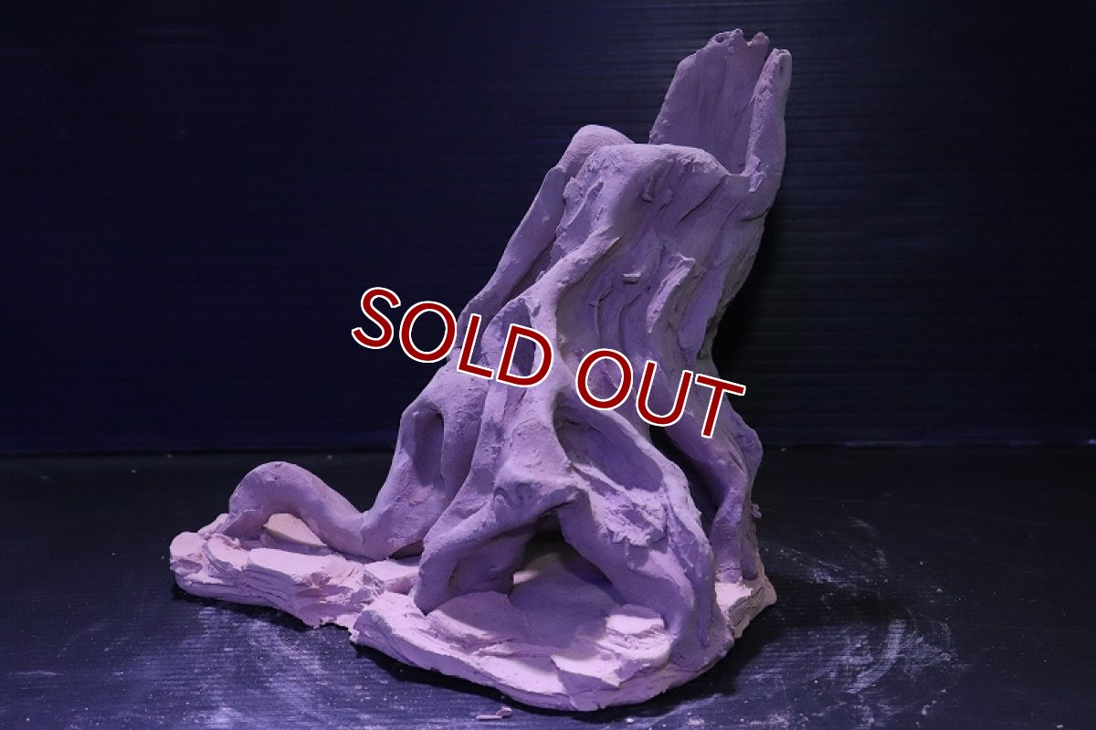 画像6: シェルタクラフタ No11 ROOTS Mサイズ シェルター【個体販売】(淡水) (6)