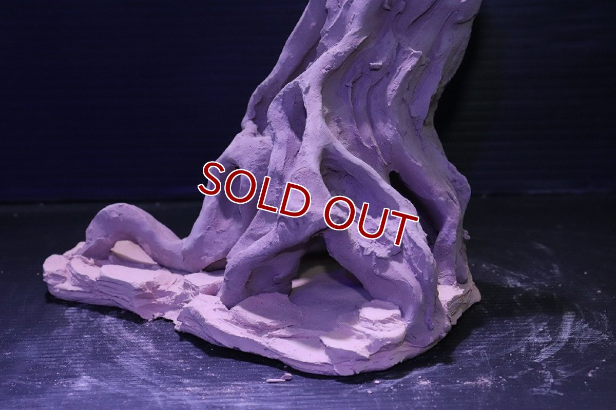 画像7: シェルタクラフタ No11 ROOTS Mサイズ シェルター【個体販売】(淡水) (7)