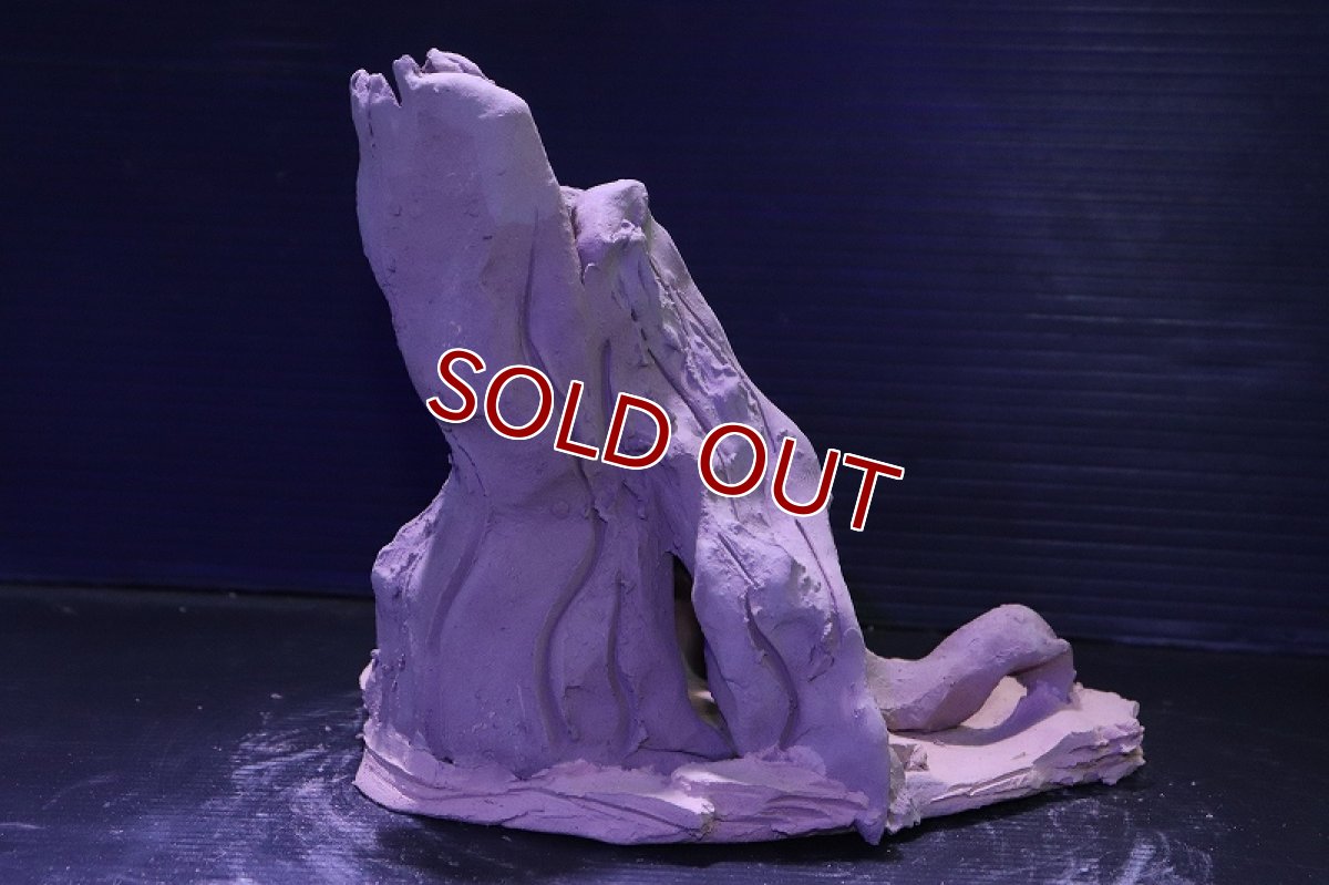 画像8: シェルタクラフタ No11 ROOTS Mサイズ シェルター【個体販売】(淡水) (8)