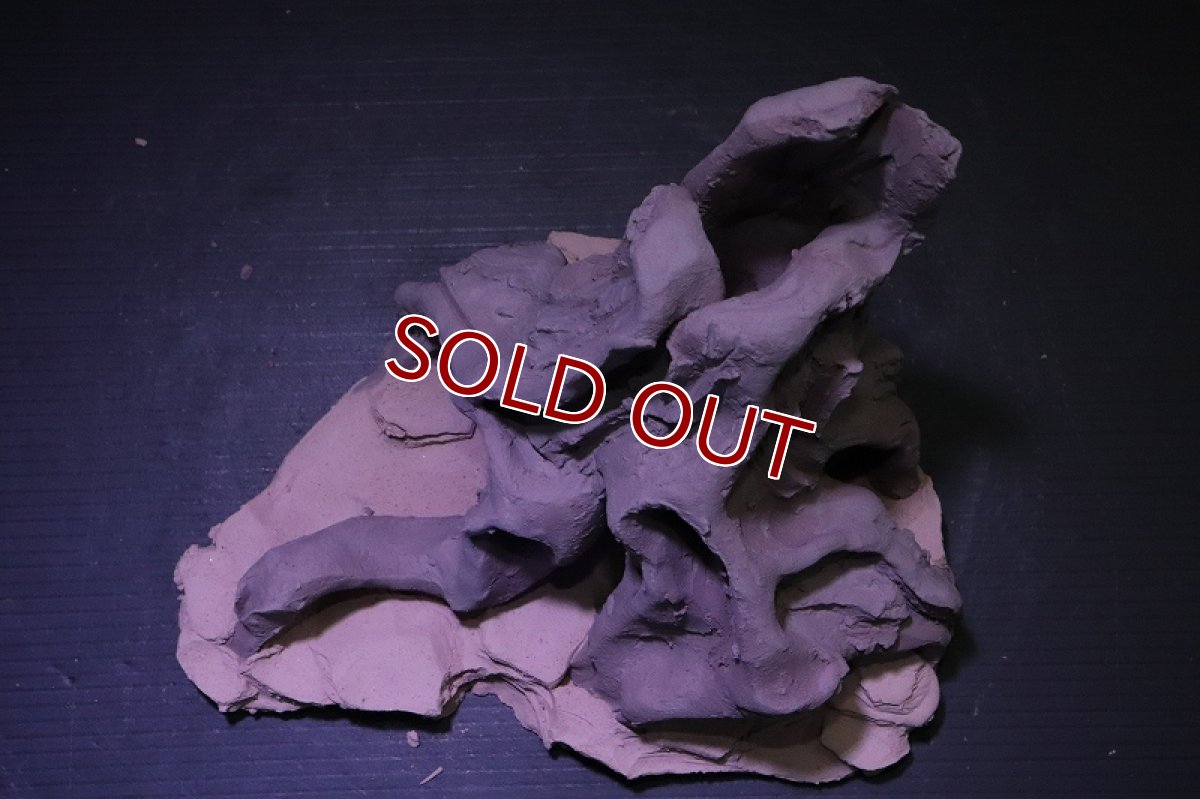 画像9: シェルタクラフタ No11 ROOTS Mサイズ シェルター【個体販売】(淡水) (9)