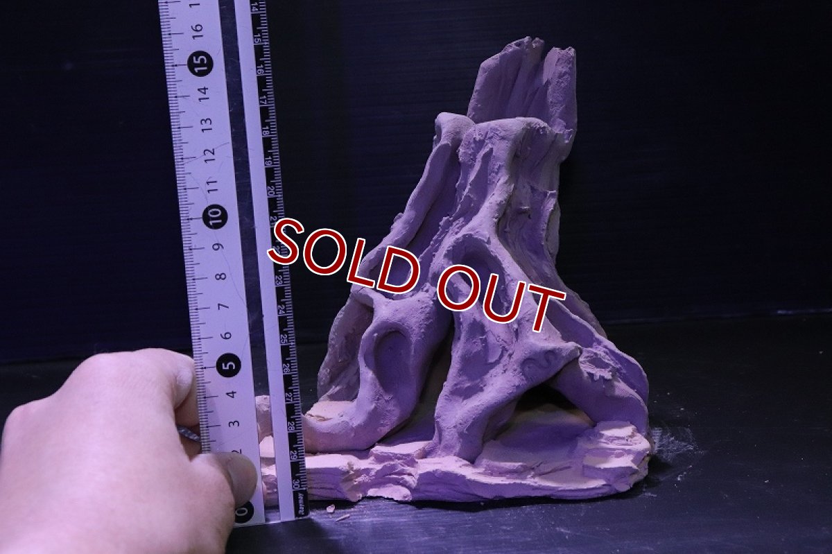 画像10: シェルタクラフタ No11 ROOTS Mサイズ シェルター【個体販売】(淡水) (10)