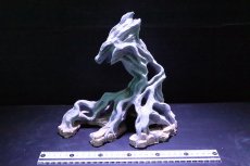 画像1: 【熱帯魚 シェルター】シェルタクラフタ No1 ROOTS SPDX タイプ2  シェルター【個体販売】(淡水) (1)