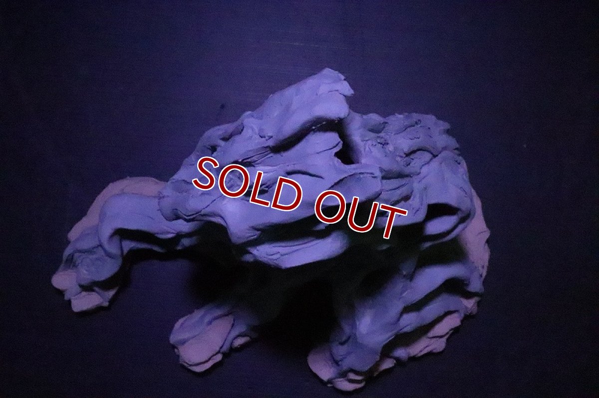 画像8: 【熱帯魚 シェルター】シェルタクラフタ No1 ROOTS SPDX タイプ2  シェルター【個体販売】(淡水) (8)