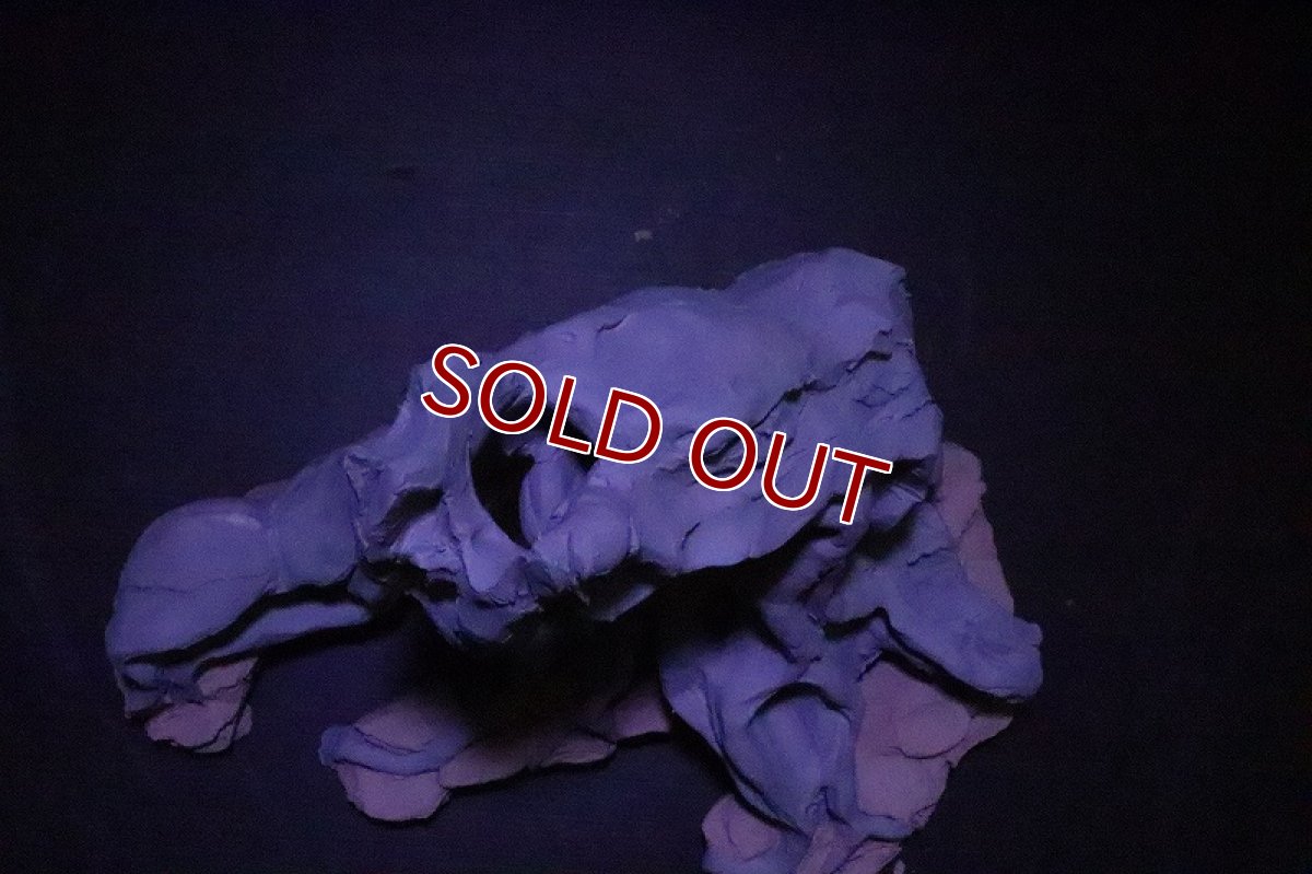 画像8: 【熱帯魚 シェルター】シェルタクラフタ No1 ROOTS SPDX タイプ1  シェルター【個体販売】(淡水) (8)