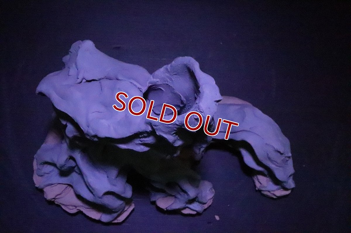 画像8: 【熱帯魚 シェルター】シェルタクラフタ No2 ROOTS SPDX タイプ1  シェルター【個体販売】(淡水) (8)