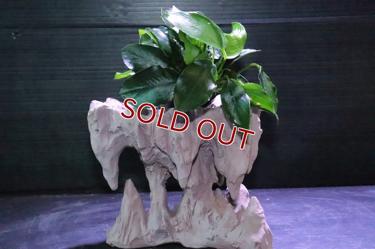 画像8: 【熱帯魚 シェルター】No1 シェルタクラフタ 鍾乳石ポット Sサイズ シェルター【個体販売】(淡水) (8)