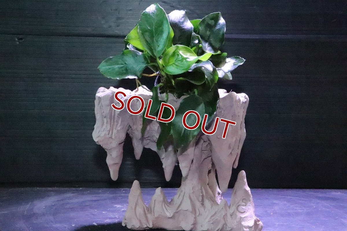 画像9: 【熱帯魚 シェルター】No2 シェルタクラフタ 鍾乳石ポット Sサイズ シェルター【個体販売】(淡水) (9)