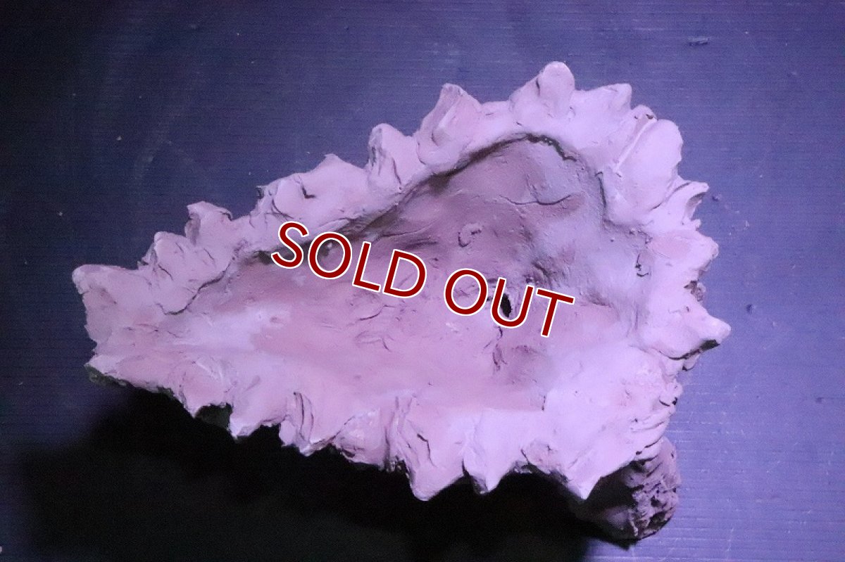 画像8: 【熱帯魚 シェルター】No2 シェルタクラフタ 鍾乳石ポット Mサイズ シェルター【個体販売】(淡水) (8)