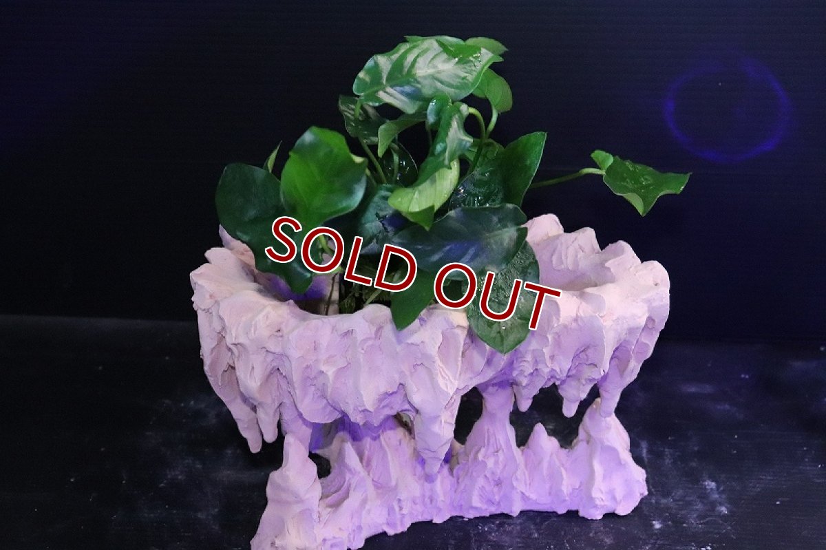 画像8: 【熱帯魚 シェルター】シェルタクラフタ No1 鍾乳石ポット Mサイズ シェルター【個体販売】(淡水) (8)