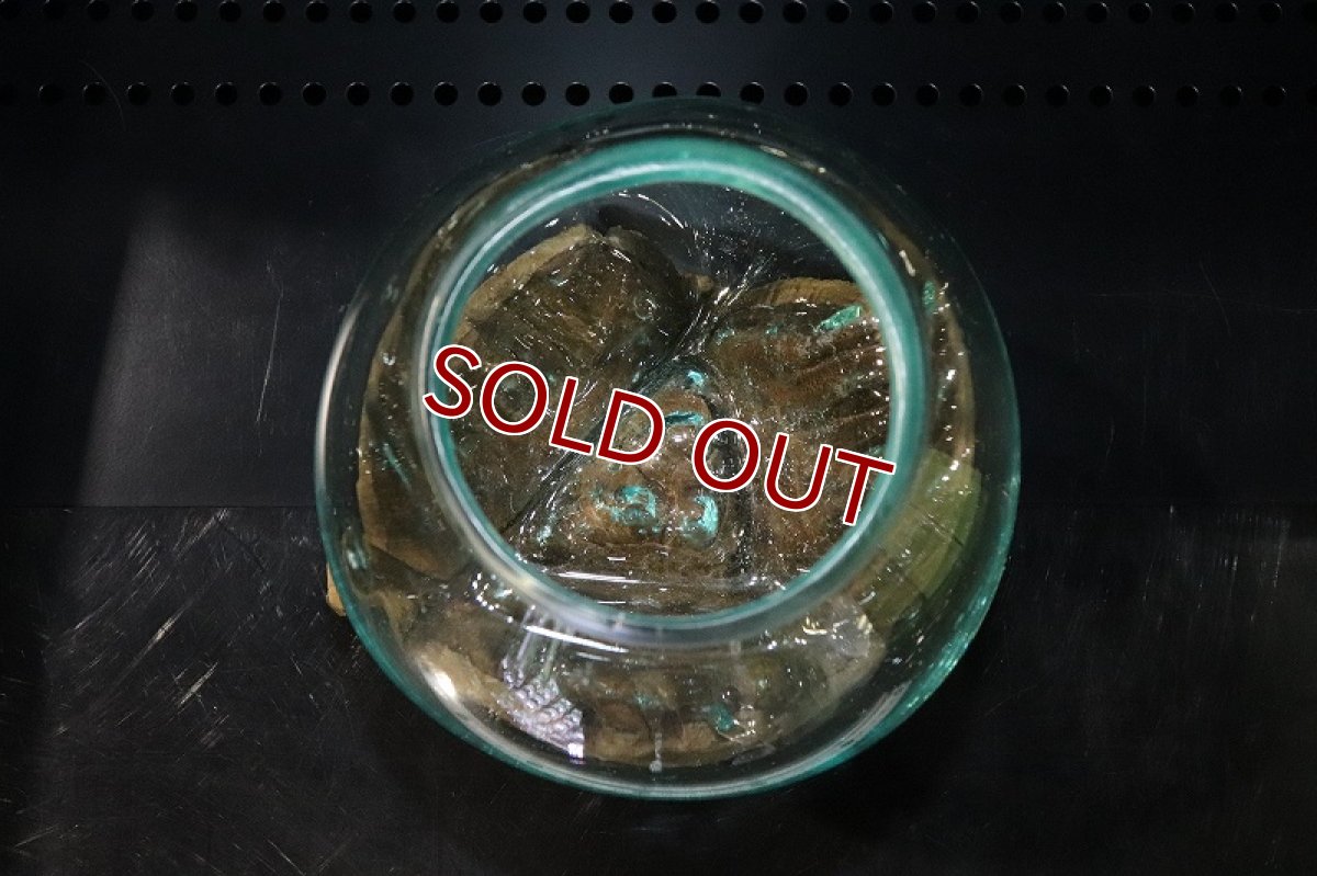 画像4: 【飼育用品・器具】No1 ガラス流木 Mサイズ【１点物 個体販売】(水槽) (4)