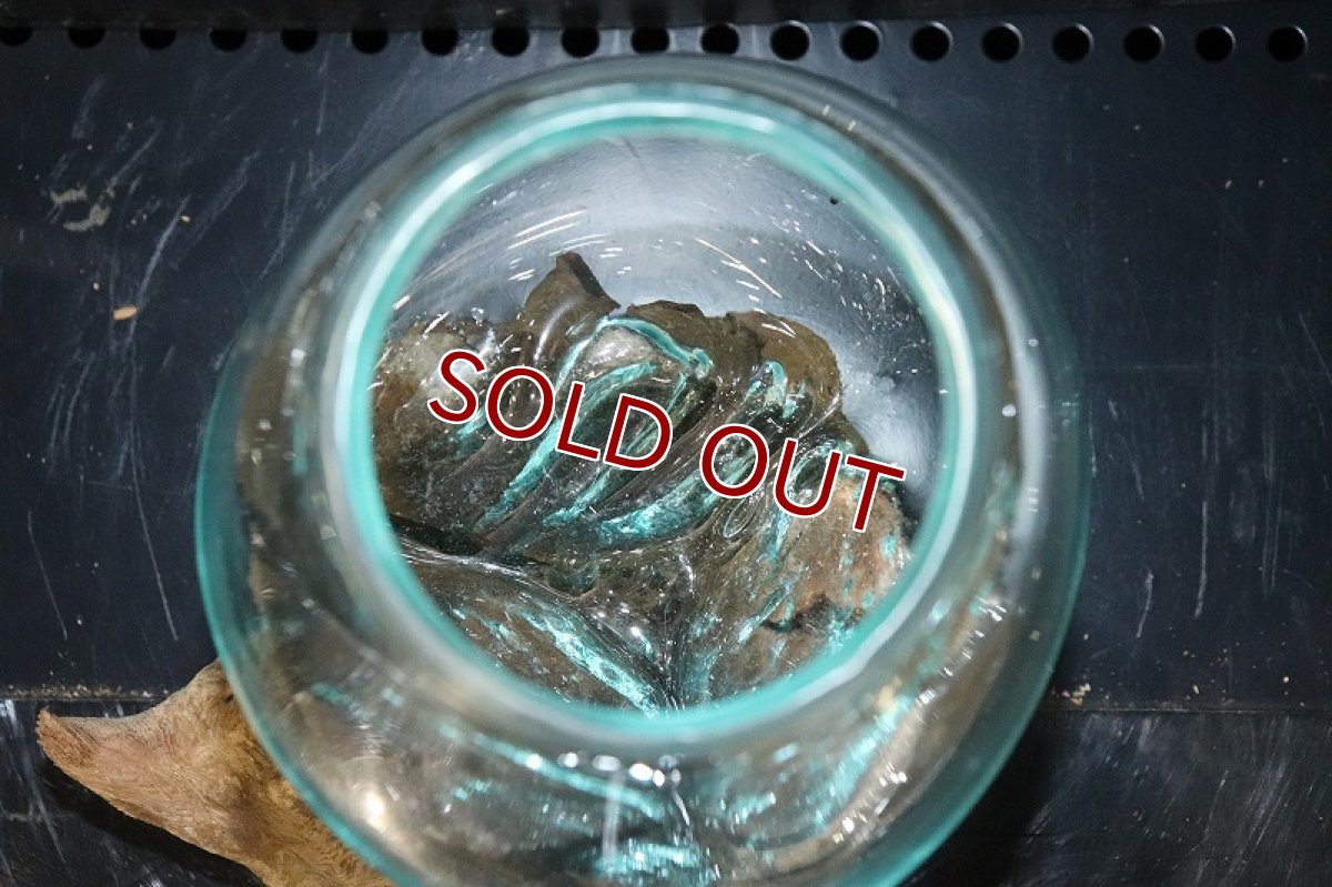 画像4: 【飼育用品・器具】No4 ガラス流木 Sサイズ【1点物 個体販売】(水槽) (4)