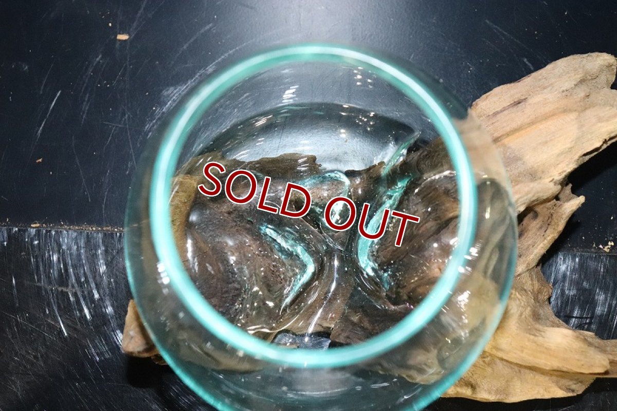 画像4: 【飼育用品・器具】No1 ガラス流木 SSサイズ【1点物 個体販売】(水槽) (4)