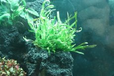 画像9: 【飼育用品・器具】【水草レイアウト】 ADA 雲山石 No.1 【個体販売】（淡水　水草用）[as33-61003010] (9)