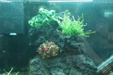 画像7: 【飼育用品・器具】【水草レイアウト】 ADA 雲山石 No.2 【個体販売】（淡水　水草用）[as33-61003020] (7)