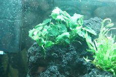 画像8: 【飼育用品・器具】【水草レイアウト】 ADA 雲山石 No.3 【個体販売】（淡水　水草用）[as33-61003030] (8)