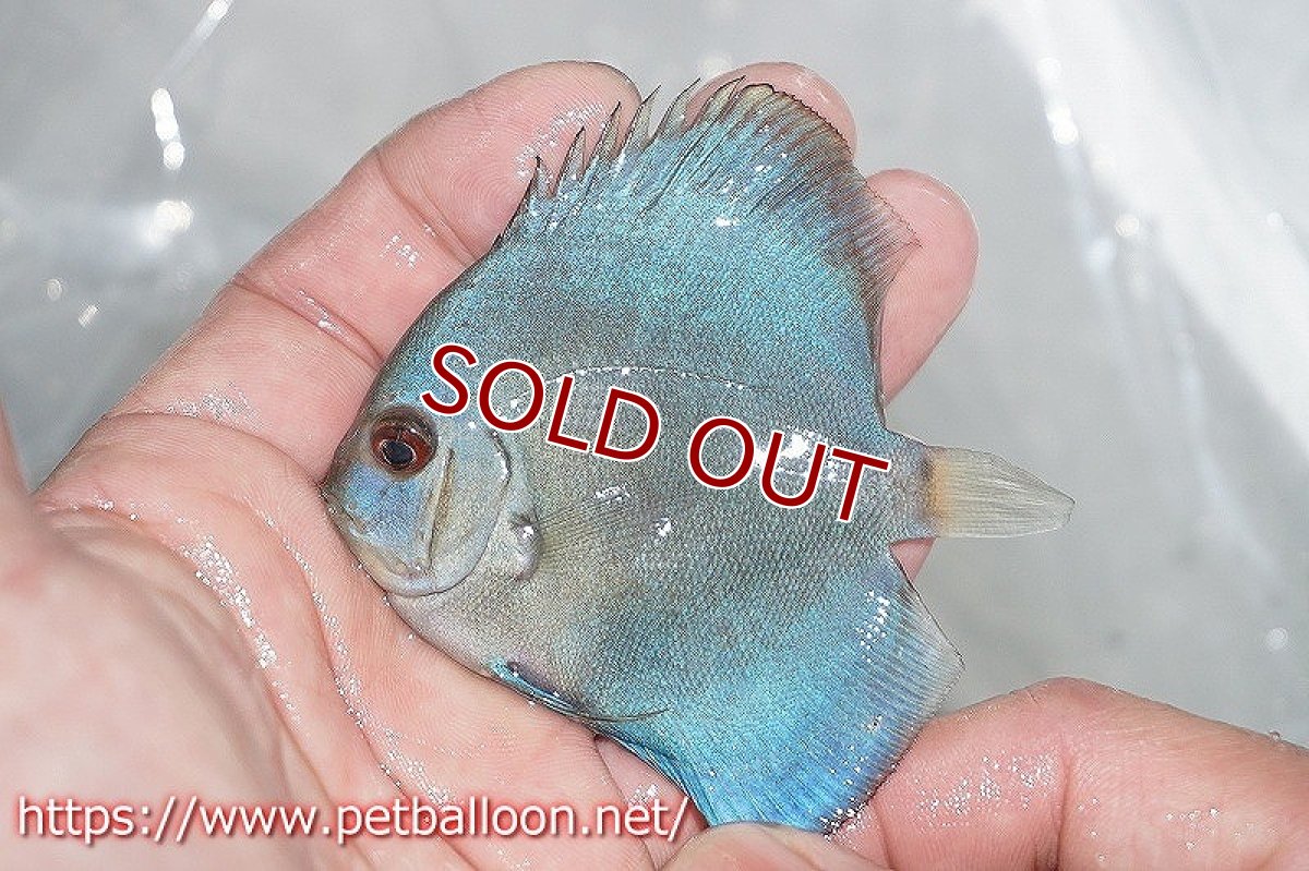 画像3: 【ディスカス】オーシャングリーン 【１匹】【サンプル画像】5-6cm（生体）ペナン　ブリーダーTAN CHEE LOK (3)