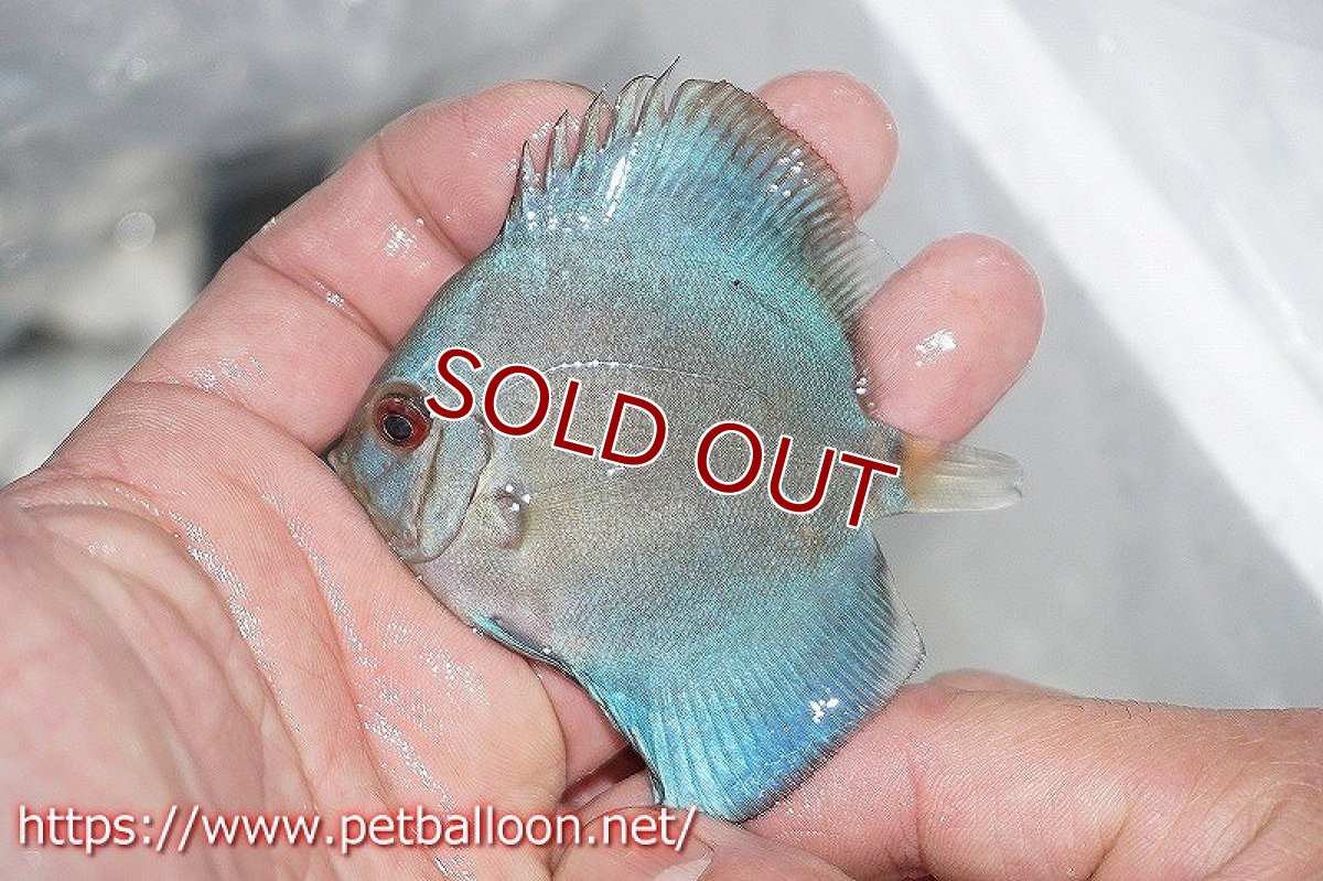 画像2: 【ディスカス】オーシャングリーン 【３匹】【サンプル画像】5-6cm（生体）ペナン　ブリーダーTAN CHEE LOK (2)