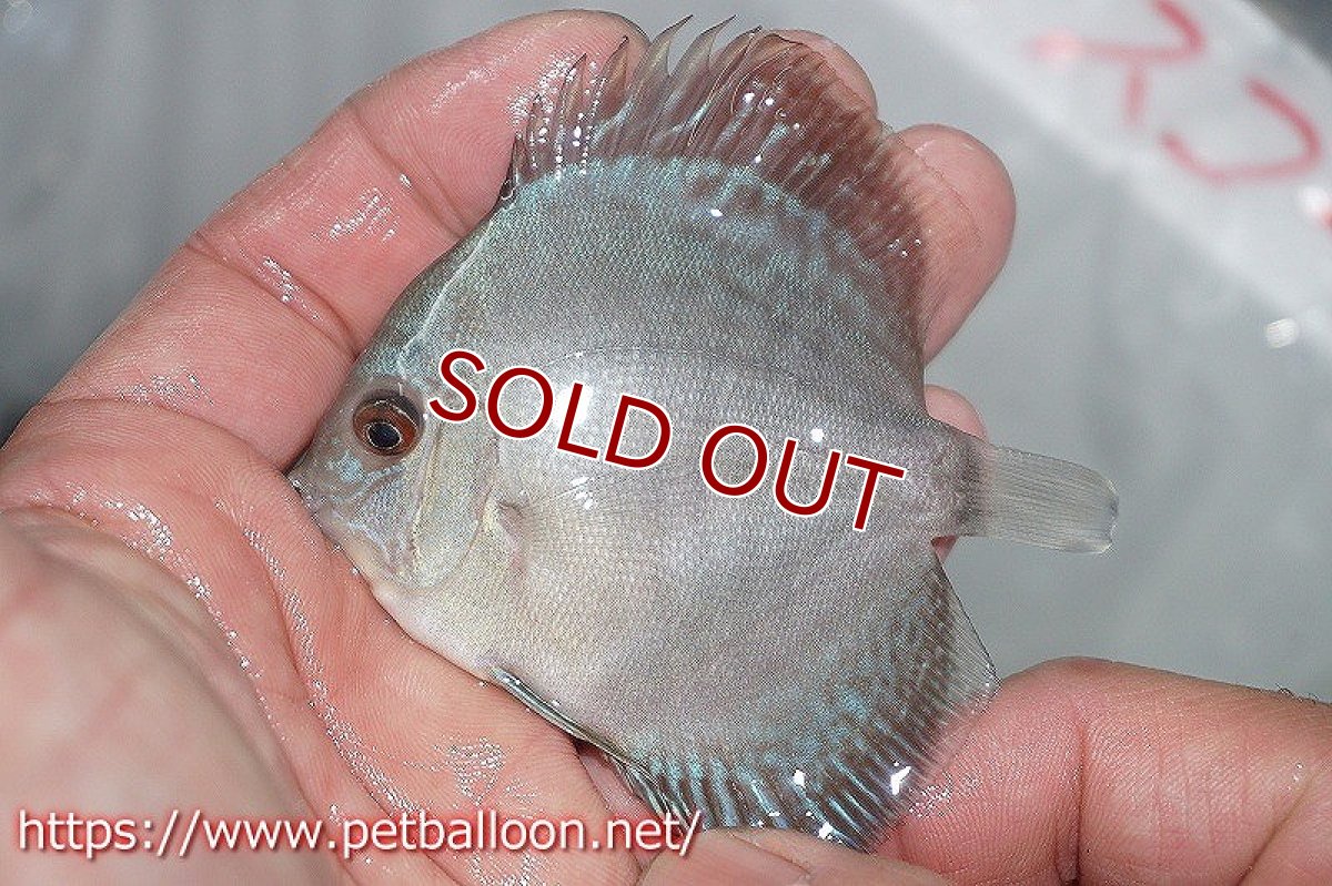 画像2: 【ディスカス】ブルースコーピオン 【３匹】【サンプル画像】5-6cm（生体）ペナン　ブリーダーTAN CHEE LOK (2)