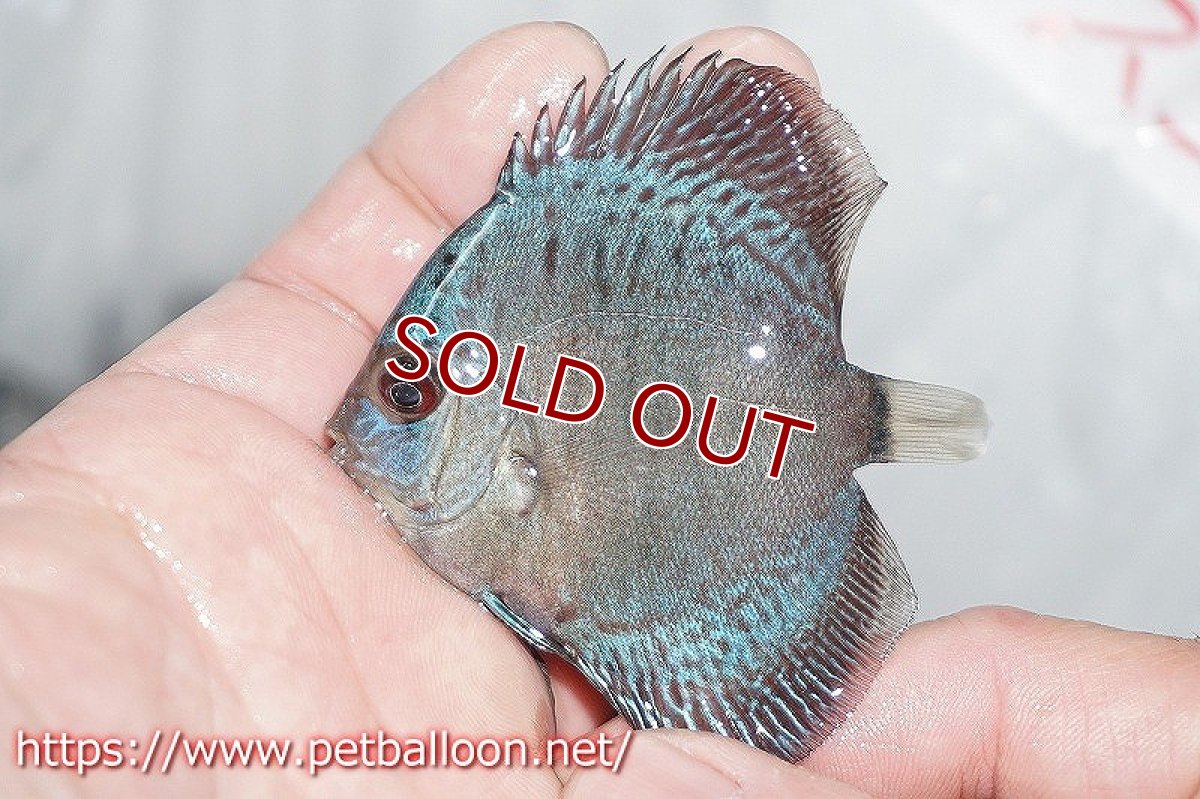 画像3: 【ディスカス】ブルースコーピオン 【３匹】【サンプル画像】5-6cm（生体）ペナン　ブリーダーTAN CHEE LOK (3)