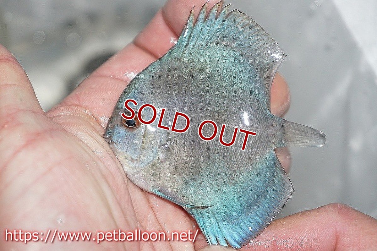 画像2: 【ディスカス】リフレクションDブルーダイヤモンド【１匹】【サンプル画像】5-6cm（生体）ペナン　ブリーダーTAN CHEE LOK (2)