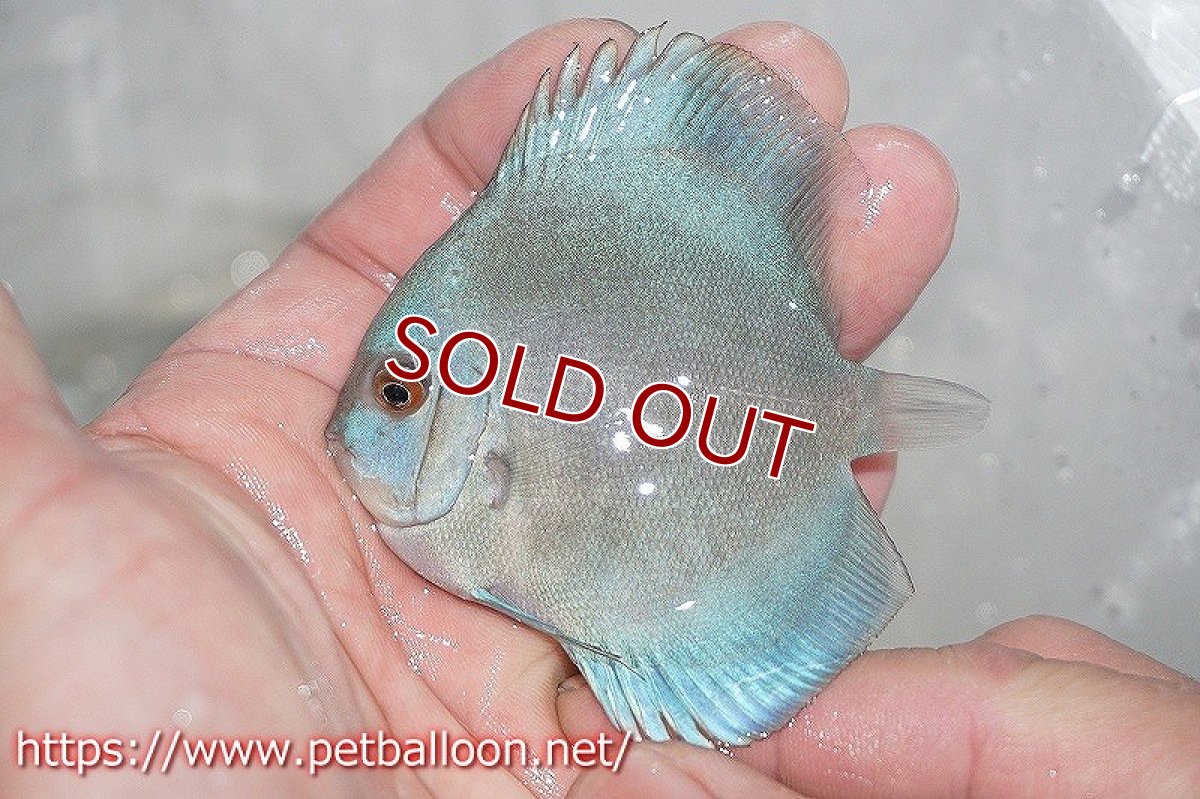 画像3: 【ディスカス】リフレクションDブルーダイヤモンド【5匹】【サンプル画像】5-6cm(生体)ペナン ブリーダーTAN CHEE LOK (3)