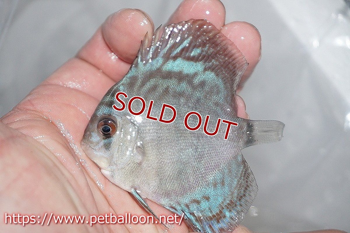 画像2: 【ディスカス】スーパーブリリアント【１匹】【サンプル画像】5-6cm（生体）ペナン　ブリーダーTAN CHEE LOK (2)