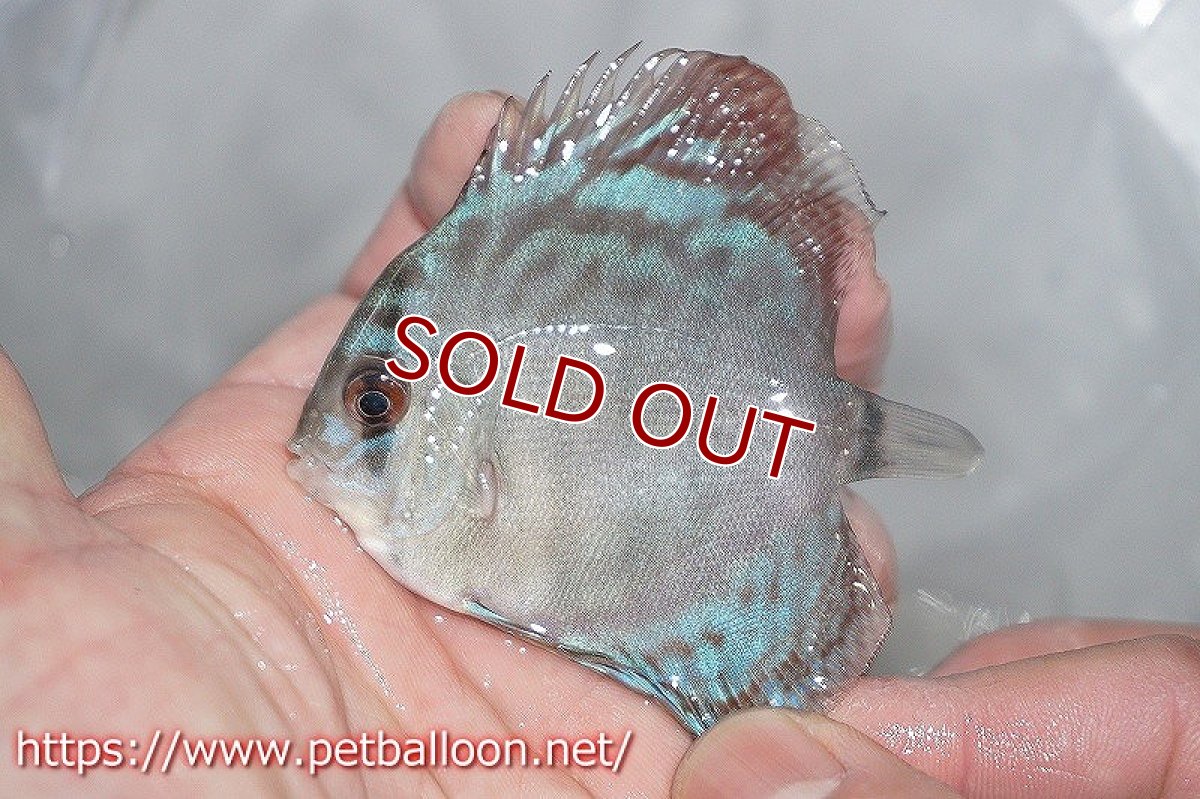 画像3: 【ディスカス】スーパーブリリアント【１匹】【サンプル画像】5-6cm（生体）ペナン　ブリーダーTAN CHEE LOK (3)