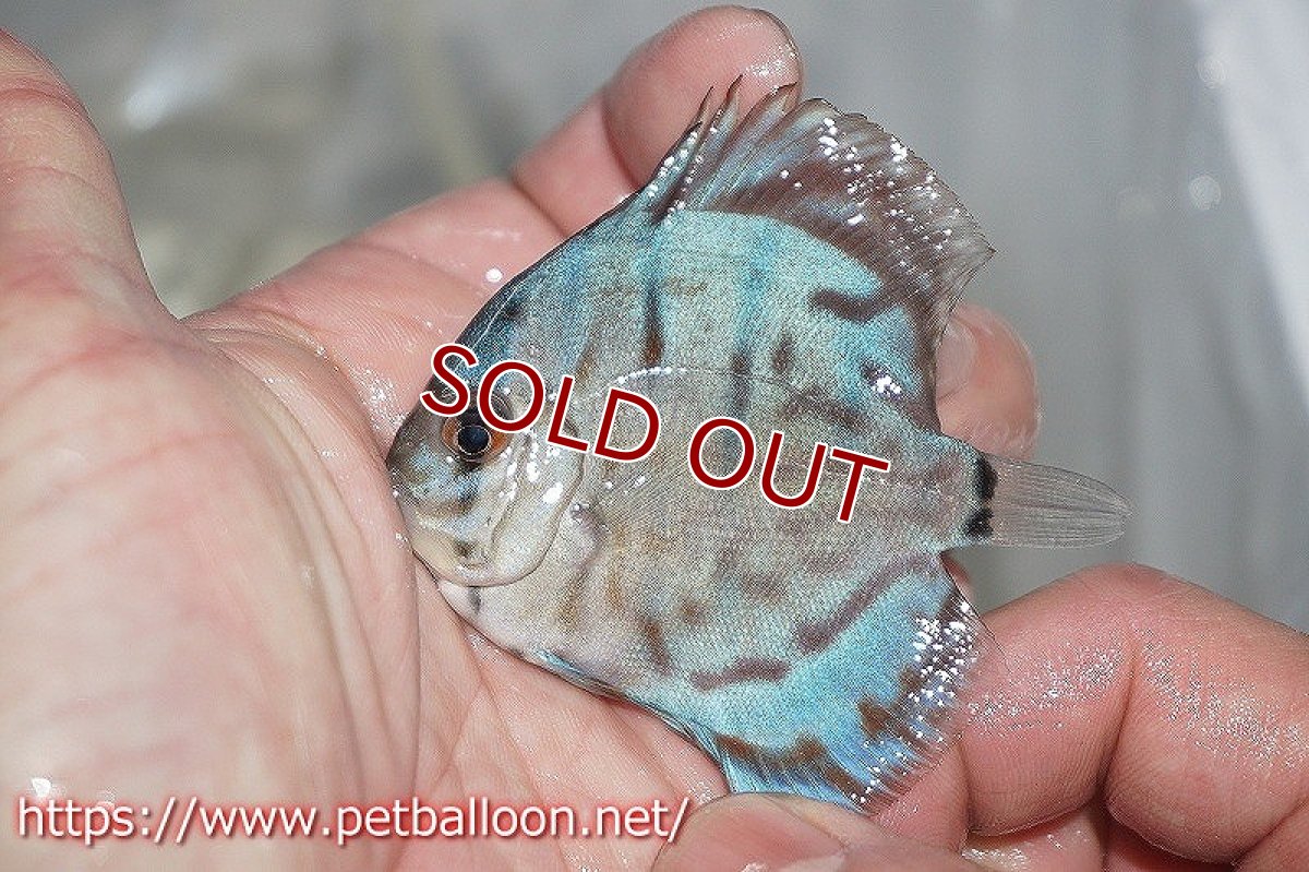 画像3: 【ディスカス】リフレクションDコバルト【１匹】【サンプル画像】5-6cm（生体）ペナン　ブリーダーTAN CHEE LOK (3)