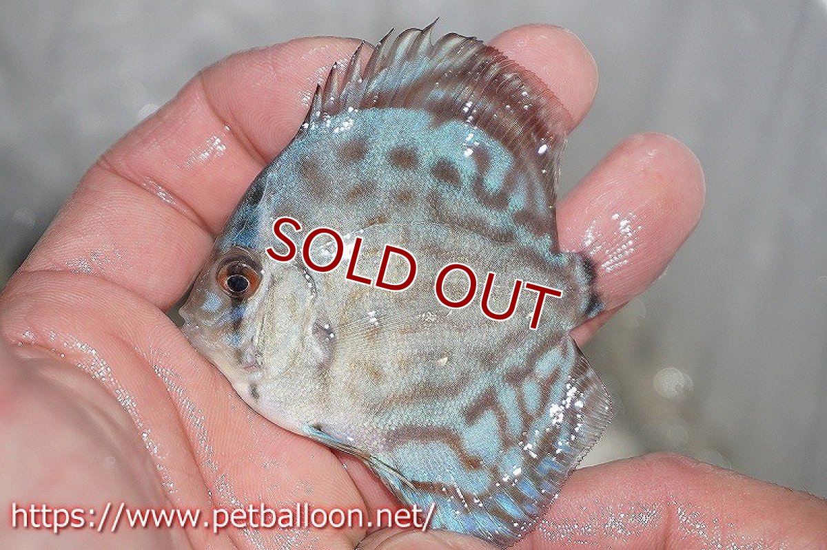 画像2: 【ディスカス】リフレクションDコバルト【３匹】【サンプル画像】5-6cm（生体）ペナン　ブリーダーTAN CHEE LOK (2)