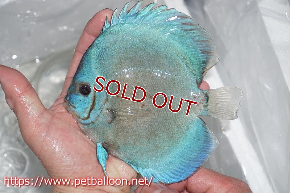 画像2: 【ディスカス】オーシャングリーン 【１匹】【サンプル画像】13-14cm（生体）ペナン　ブリーダーTAN CHEE LOK (2)