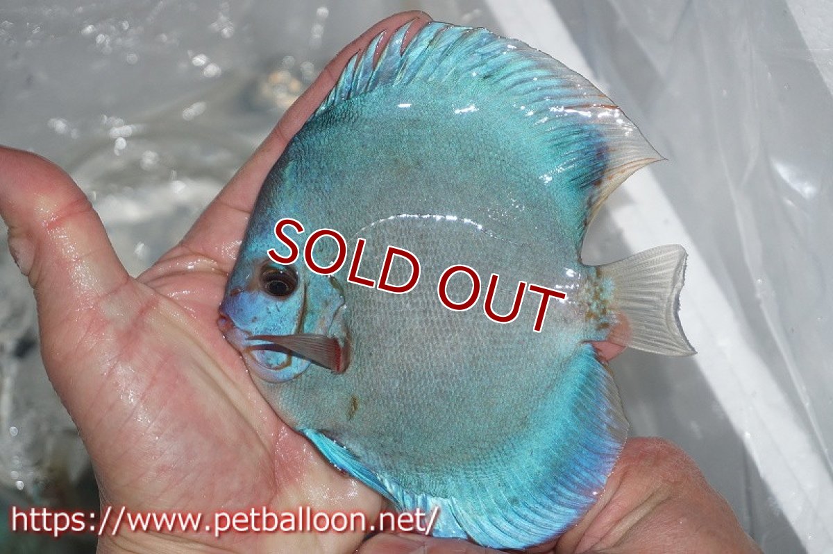 画像3: 【ディスカス】オーシャングリーン 【１匹】【サンプル画像】13-14cm（生体）ペナン　ブリーダーTAN CHEE LOK (3)