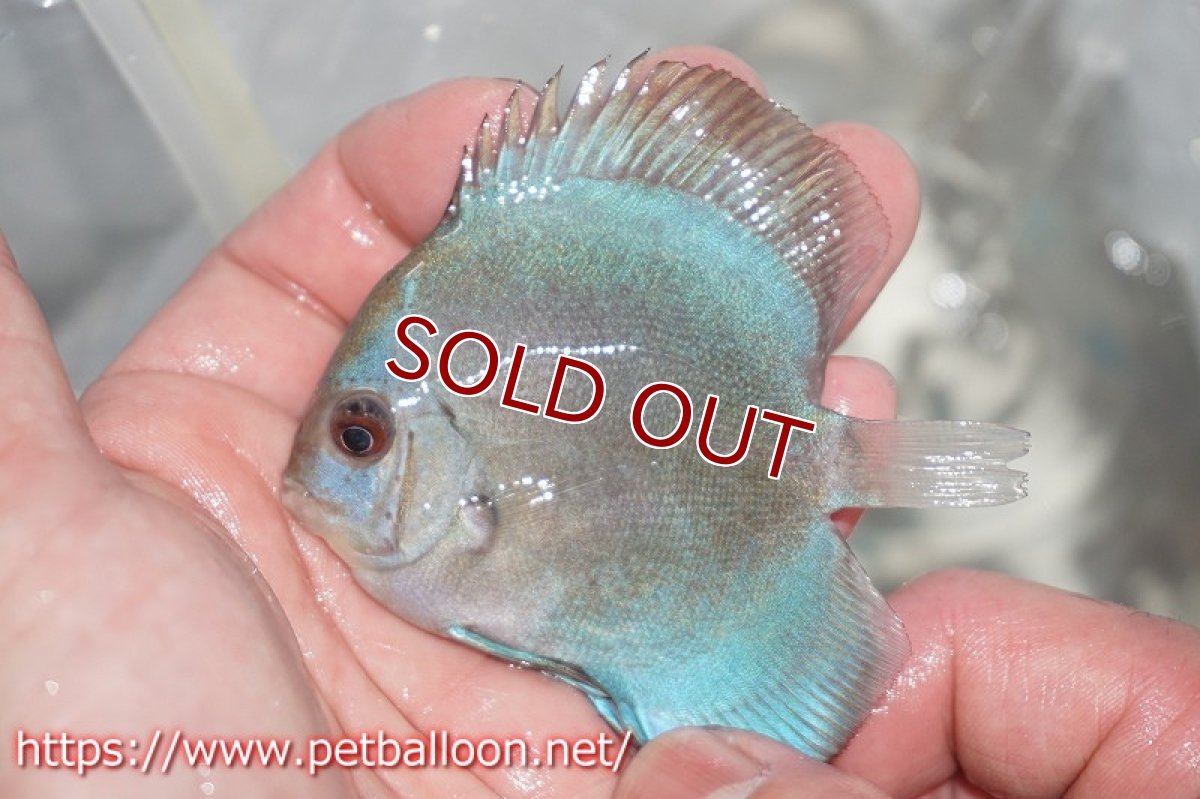 画像2: 【ディスカス】オーシャングリーン 【３匹】【サンプル画像販売】5-6cm（生体）ペナン　ブリーダーTAN CHEE LOK (2)