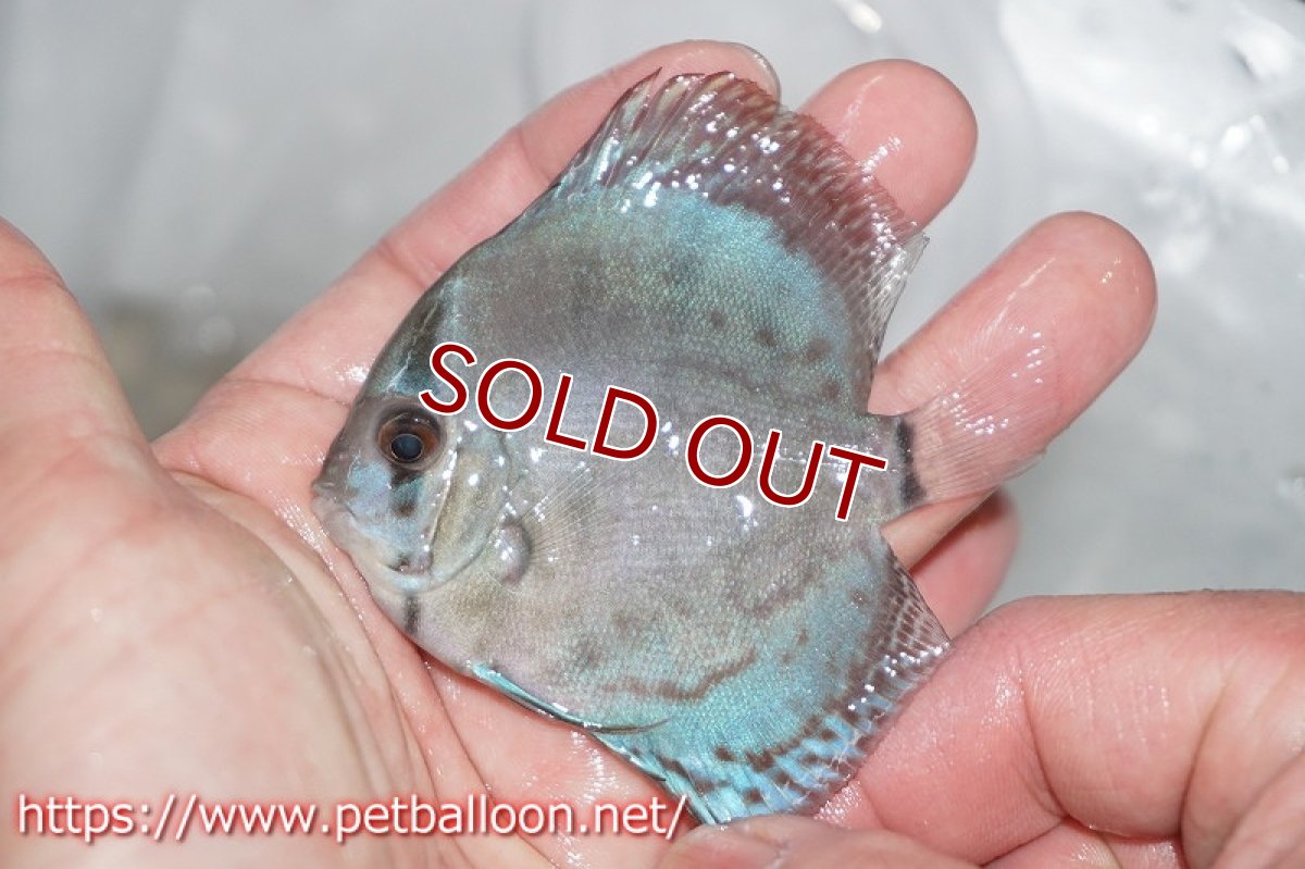 画像2: 【ディスカス】リフレクションDコバルト【３匹】【サンプル画像販売】5-6cm（生体）ペナン　ブリーダーTAN CHEE LOK (2)