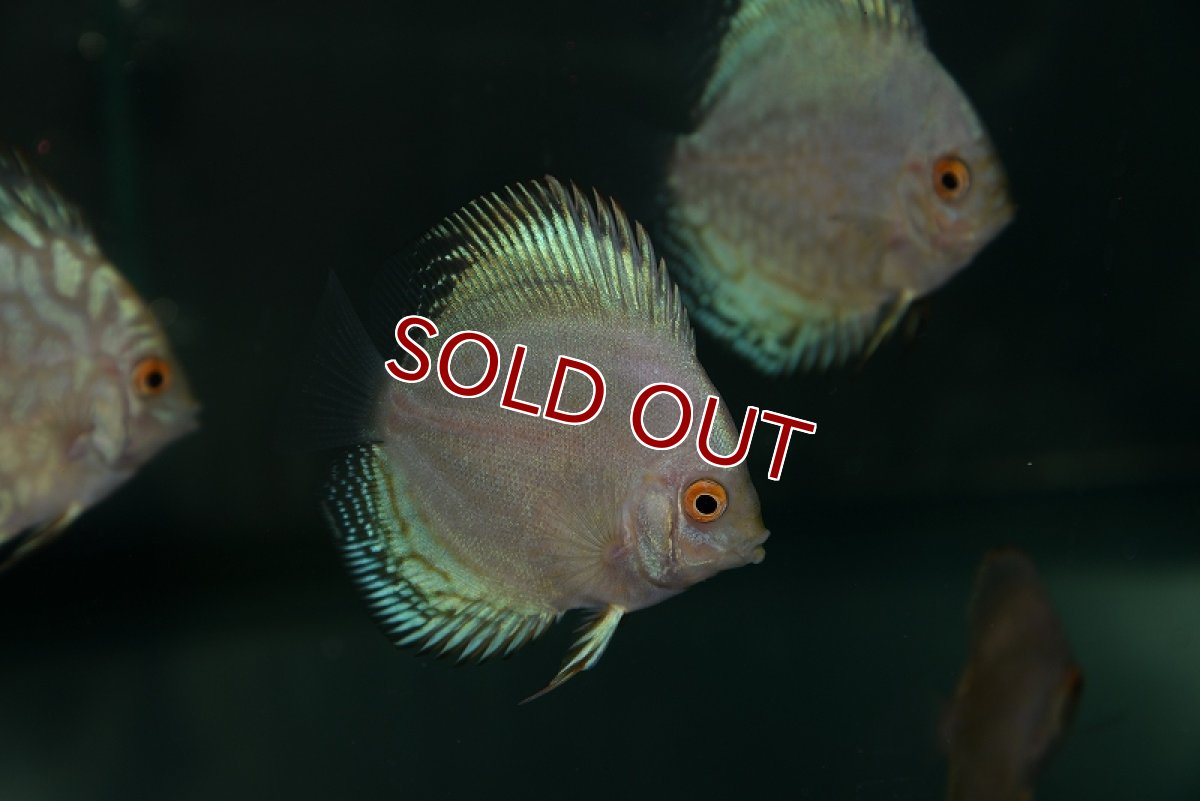 画像2: 【ディスカス】ホワイトバタフライ【５匹】【サンプル画像】5-6cm（生体）ペナン　ブリーダーTAN CHEE LOK (2)