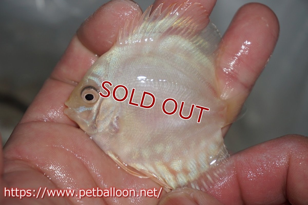 画像3: 【ディスカス】ホワイトバタフライ【５匹】【サンプル画像】5-6cm（生体）ペナン　ブリーダーTAN CHEE LOK (3)