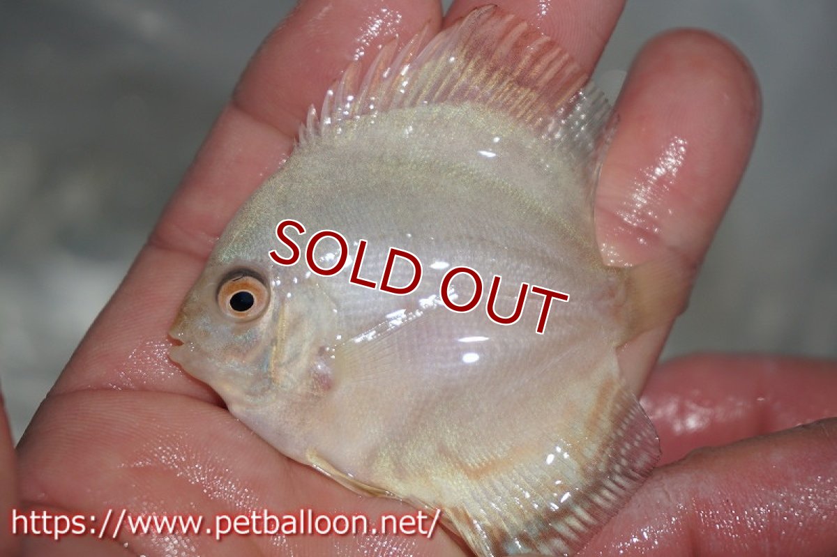 画像4: 【ディスカス】ホワイトバタフライ【５匹】【サンプル画像】5-6cm（生体）ペナン　ブリーダーTAN CHEE LOK (4)