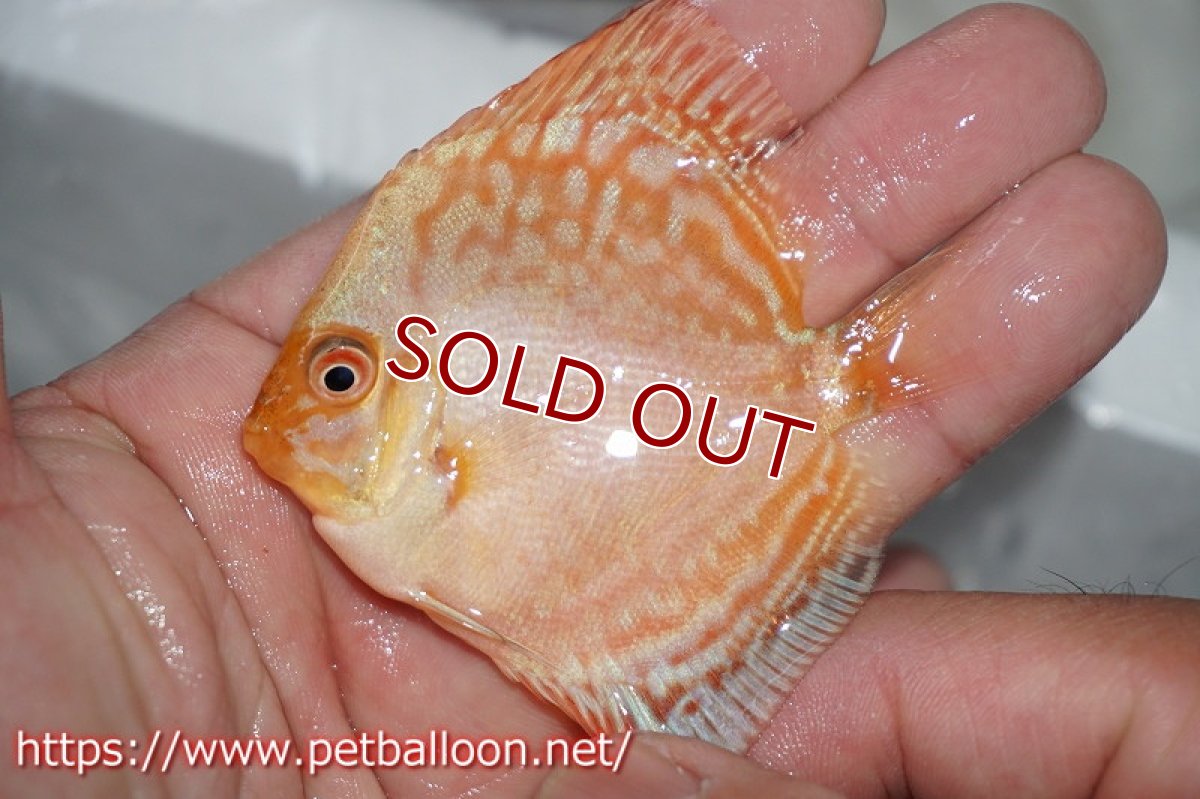 画像2: 【ディスカス】ホワイトバタフライ【１匹】【サンプル画像】5-6cm（生体）ペナン　ブリーダー コイケンロック (2)