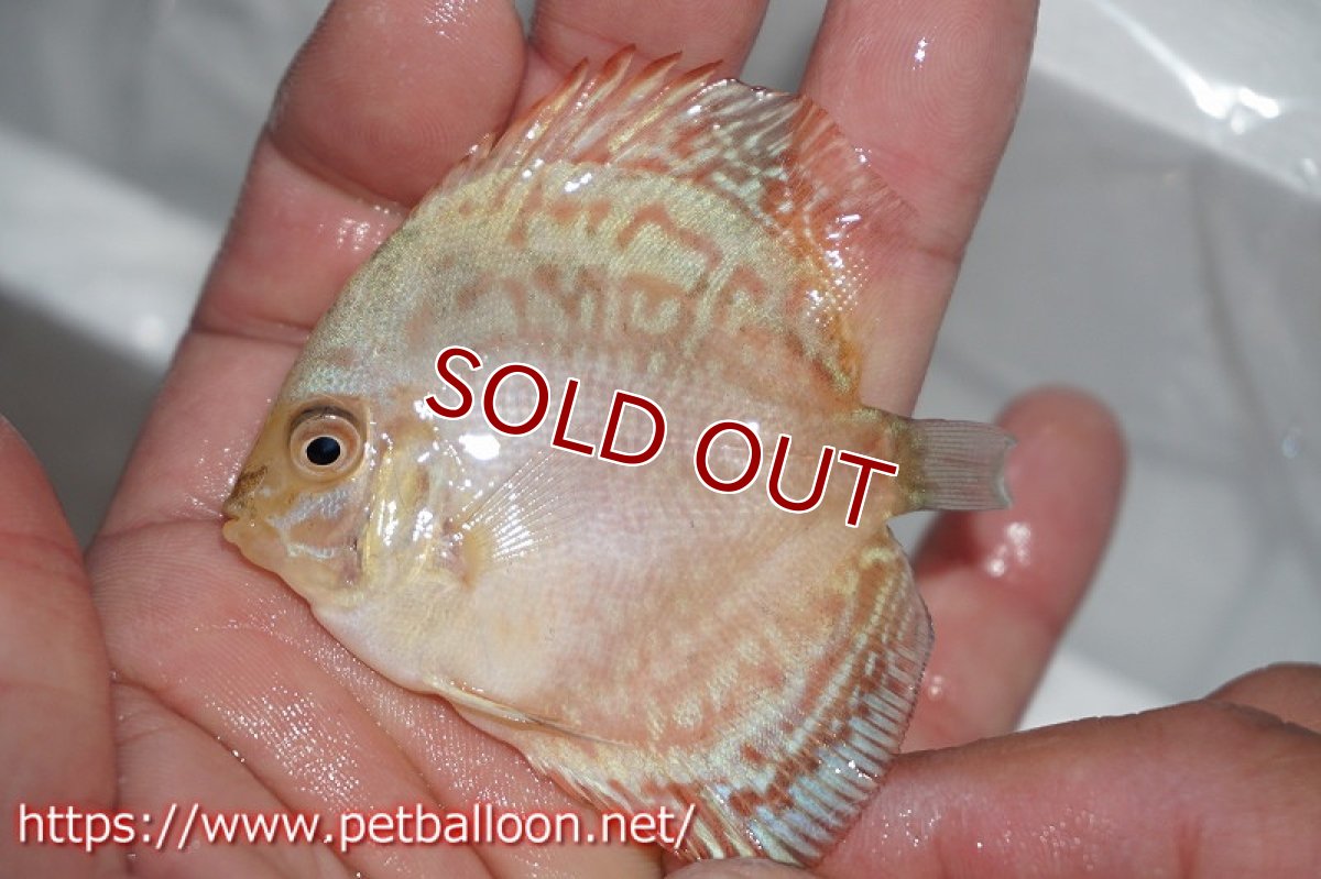 画像3: 【ディスカス】ホワイトバタフライ【１匹】【サンプル画像】5-6cm（生体）ペナン　ブリーダー コイケンロック (3)